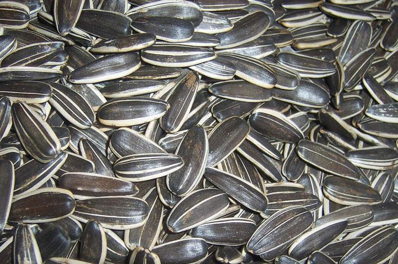 ROASTED SUNFLOWER SEEDS