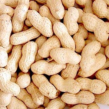 ROASTED PEANUT INSHELL FLOWER TYPE AND DARLI TYPE
