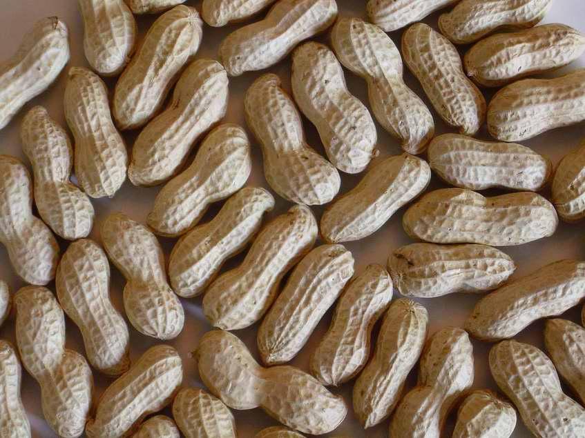 Groundnut Inshell flower type and darli type