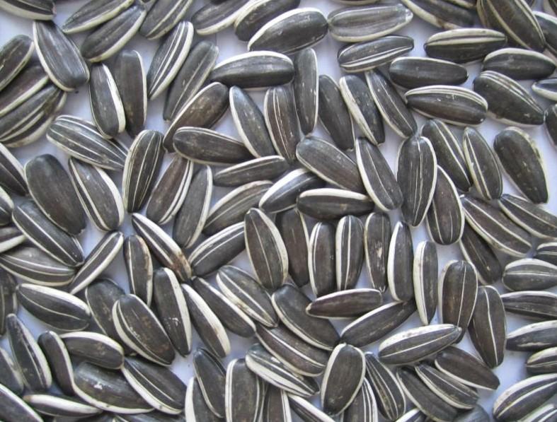 Sunflower Seeds