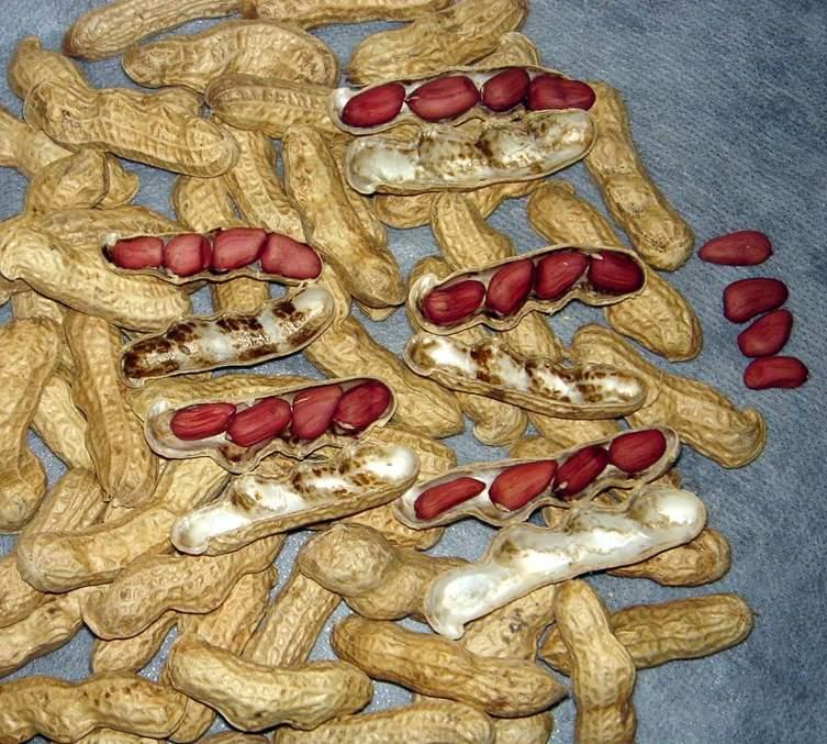Groundnut kernels red skin